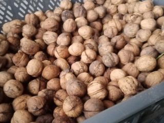 Aproximadamente 350 kg de nuez a la venta