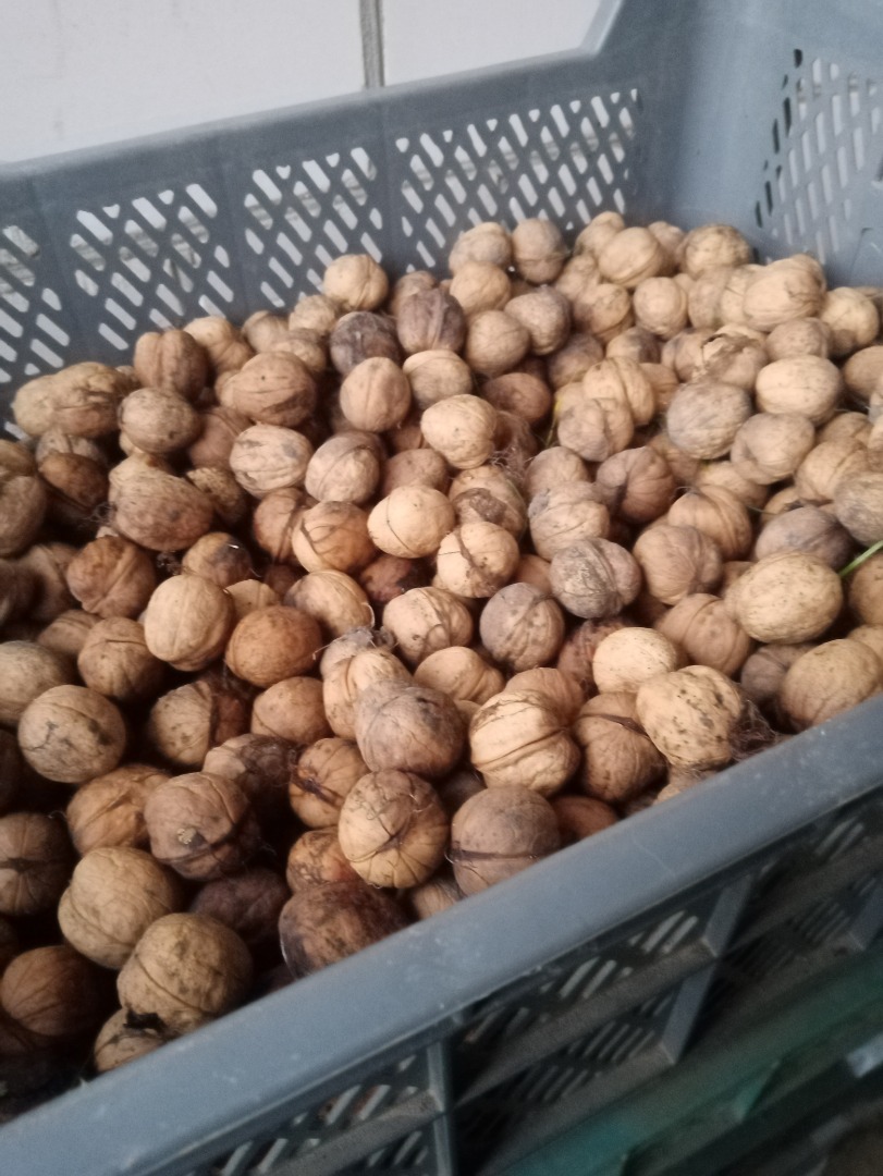 Aproximadamente 350 kg de nuez a la venta