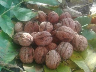 Las nueces de este año son grandes de su