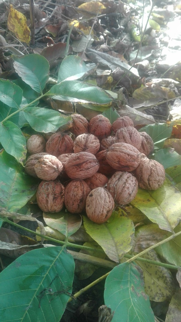 Las nueces de este año son grandes de su propio jardín