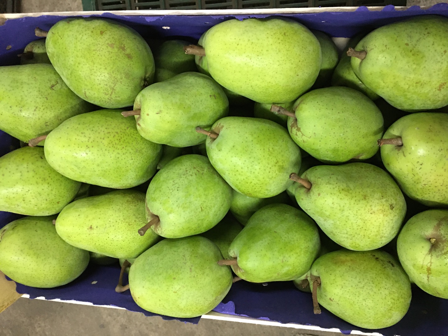 Vende peras Lucas en cajas de 12 kg o 20 kg