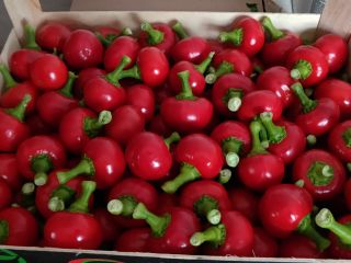 Pimiento cereza para antipasti. Correo electrónico de contacto o