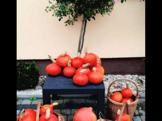 Tengo calabazas de Hokkaido sin fertilizantes artificiales ni productos