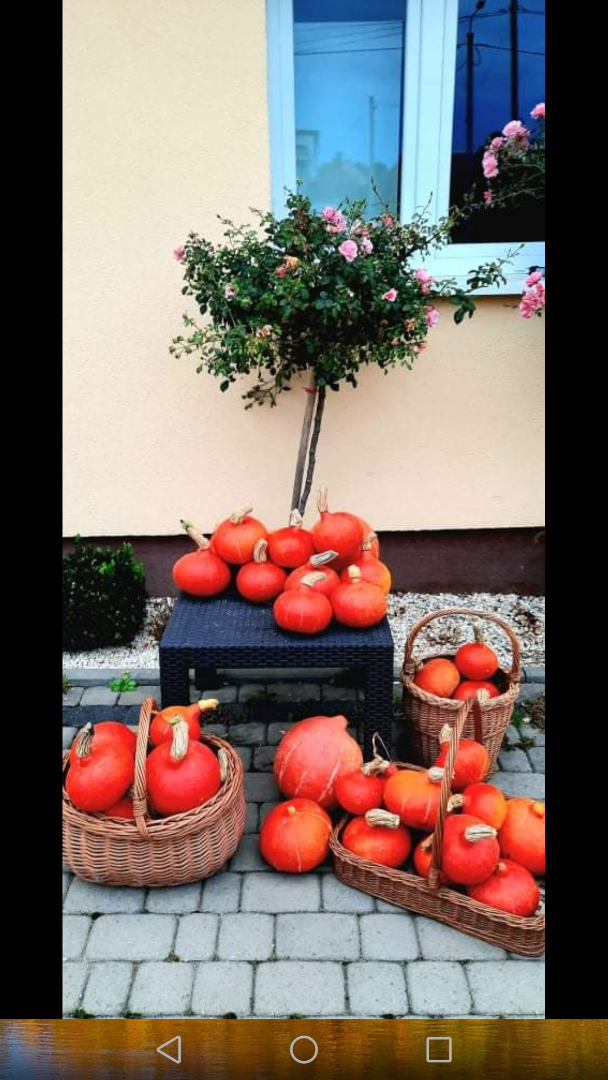Tengo calabazas de Hokkaido sin fertilizantes artificiales ni productos fitosanitarios