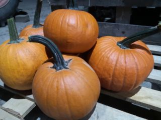Venderé calabazas gomez. Peso de 1 a 5 kg.