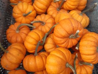 Calabaza babyboo blanca y naranja.