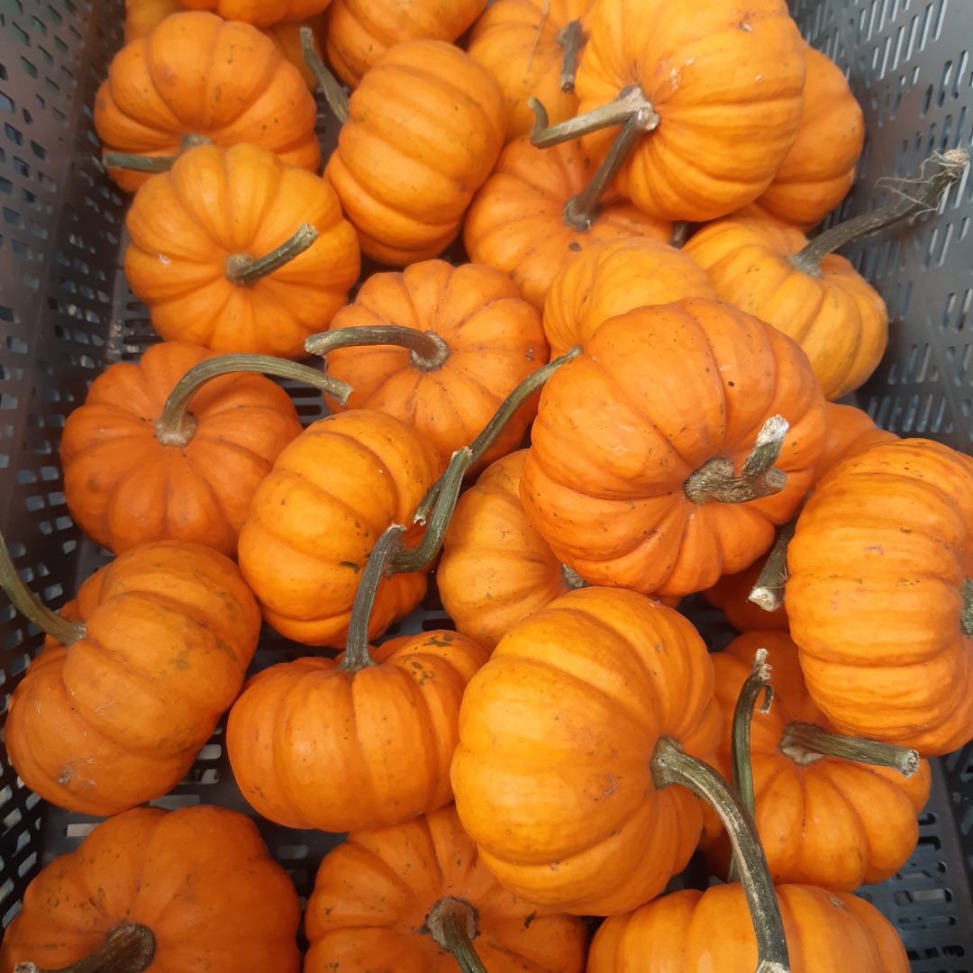 Calabaza babyboo blanca y naranja