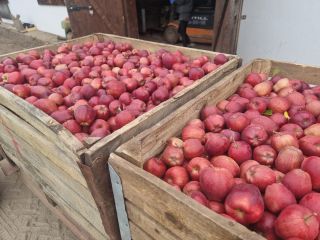 Manzanas Idared y otras variedades. STARKRIMSON, DORADO, GÉNEROS