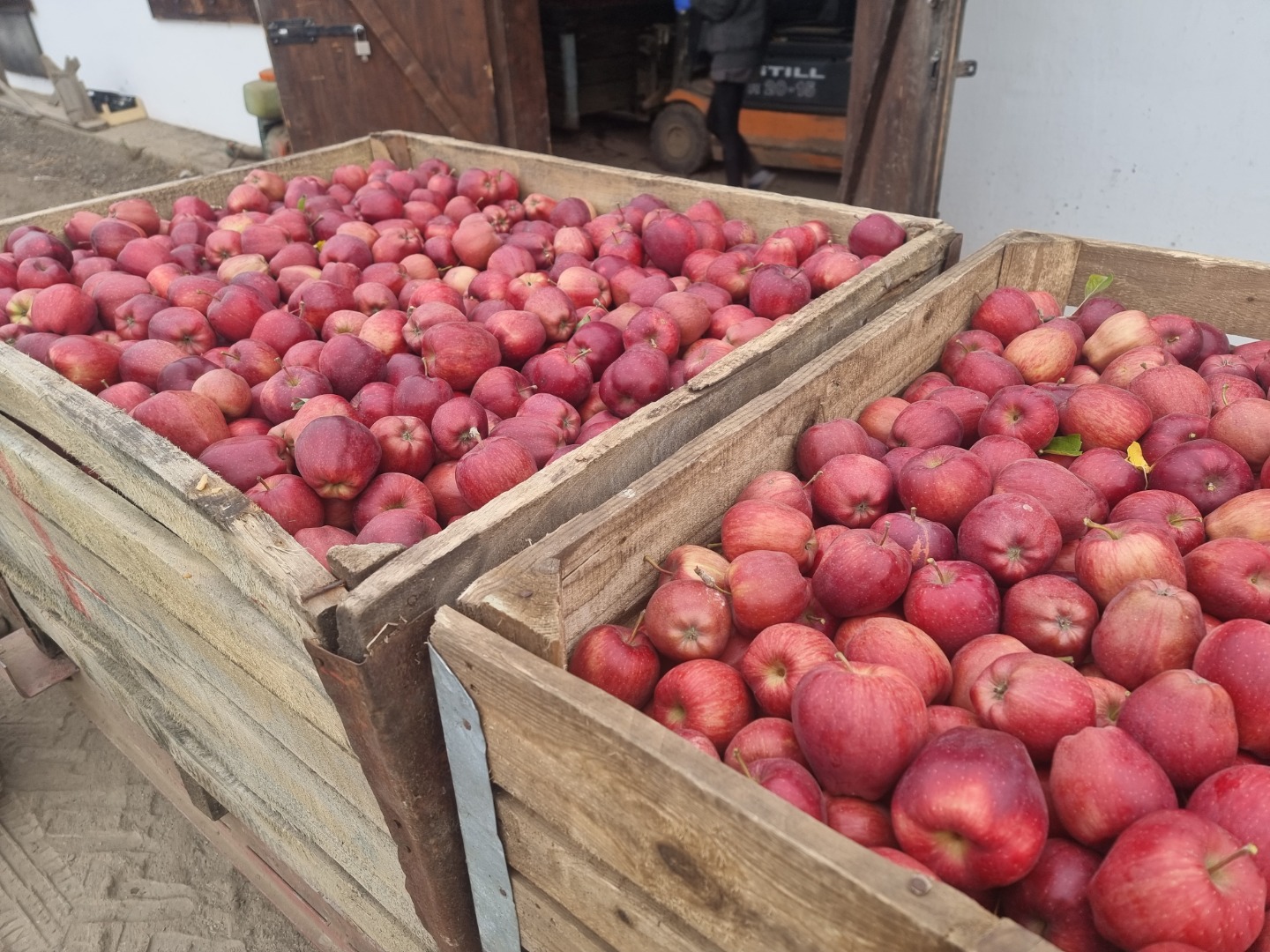 Manzanas Idared y otras variedades