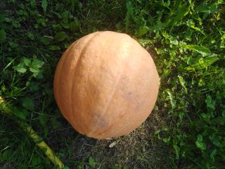Calabaza Otylia peso 6-20 kg bonita pulpa gruesa deshierbe