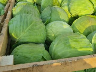 Brócoli, un producto de Serbia. Contacto whatsspp, viber