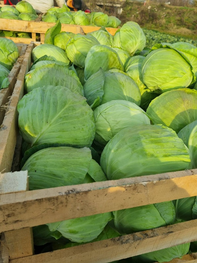 Brócoli, un producto de Serbia