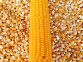 Alimentación animal de buena calidad Maíz amarillo Maíz Maíz
