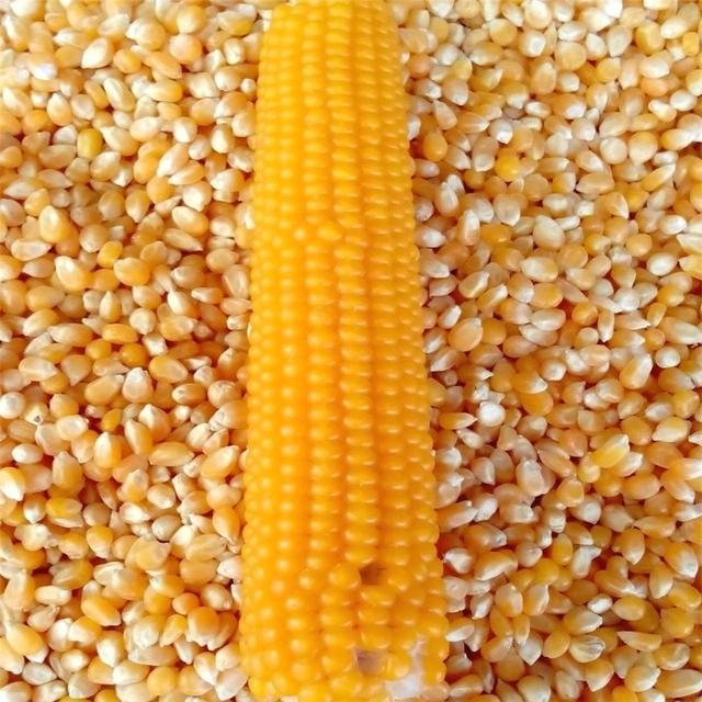 Alimentación animal de buena calidad Maíz amarillo Maíz Maíz (maíz): uno de los alimentos más populares del mundo, y es el segundo cultivo de cereales más