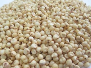 El sorgo es un género de plantas herbáceas anuales