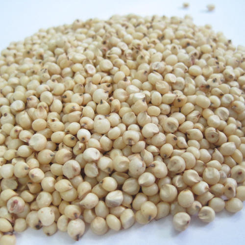 El sorgo es un género de plantas herbáceas anuales y perennes de la familia de los cereales o bluegrass