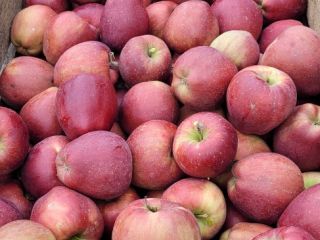 Vendo una amplia gama de manzanas como: Golden, Jonathan,