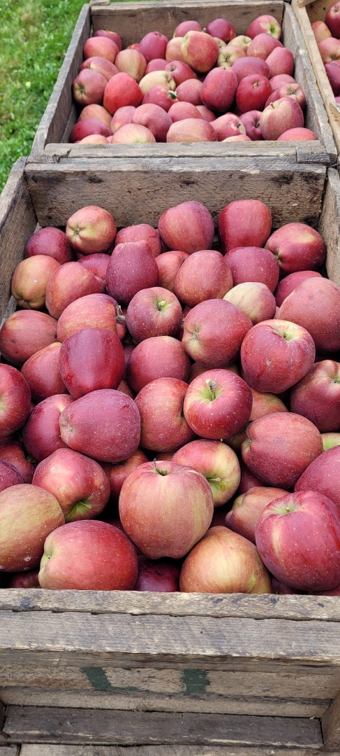 Vendo una amplia gama de manzanas como: Golden, Jonathan, Idared, Florina, muy buenas para comer, zumos, tartas, etc