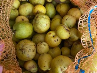 Venderé unas 3 toneladas de membrillo sin clasificar, perfecto