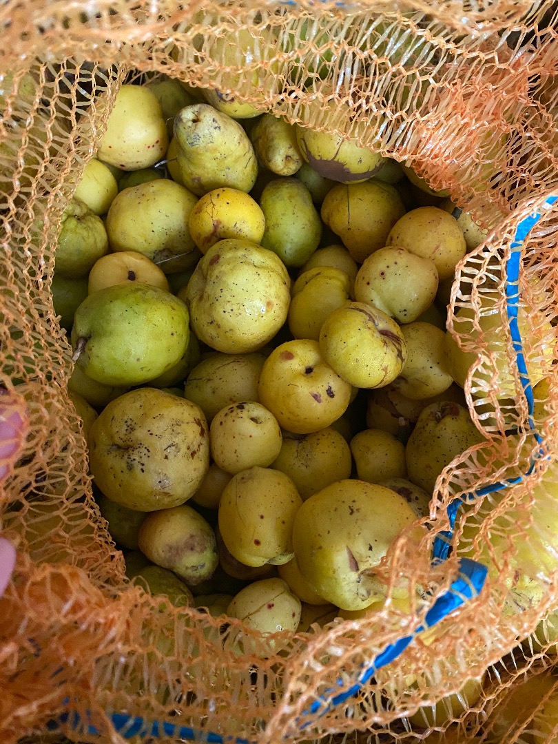 Venderé unas 3 toneladas de membrillo sin clasificar, perfecto para zumos