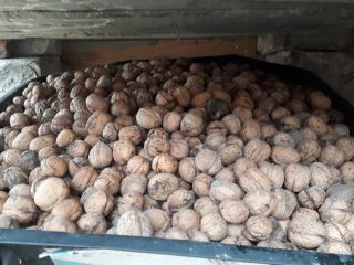 Venderé nueces a 2,50 PLN el kg