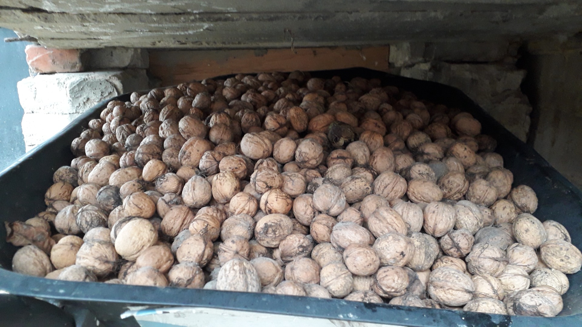 Venderé nueces a 2,50 PLN el kg