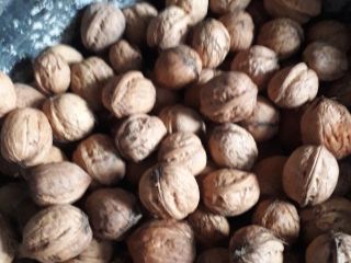 Venderé nueces precio 2,50 PLN por 1 kg muj