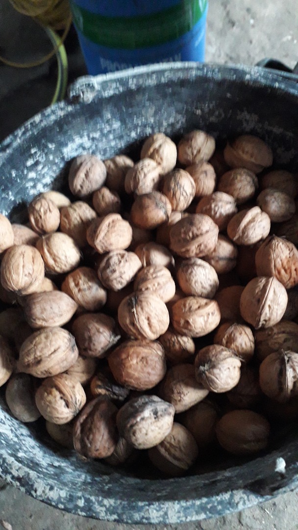 Venderé nueces precio 2,50 PLN por 1 kg muj ..