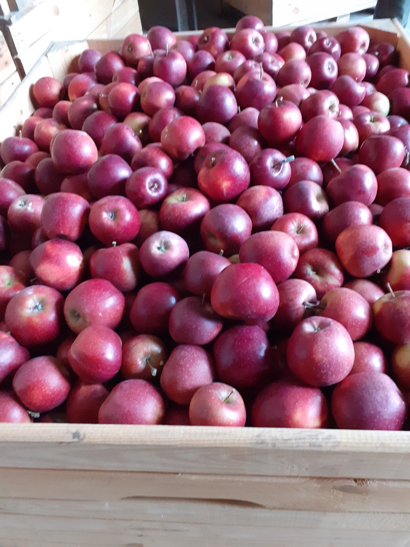 Venderé unas 40 toneladas de príncipe