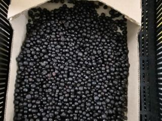 Venderé bayas del bosque de Bielorrusia, BIO congeladas -