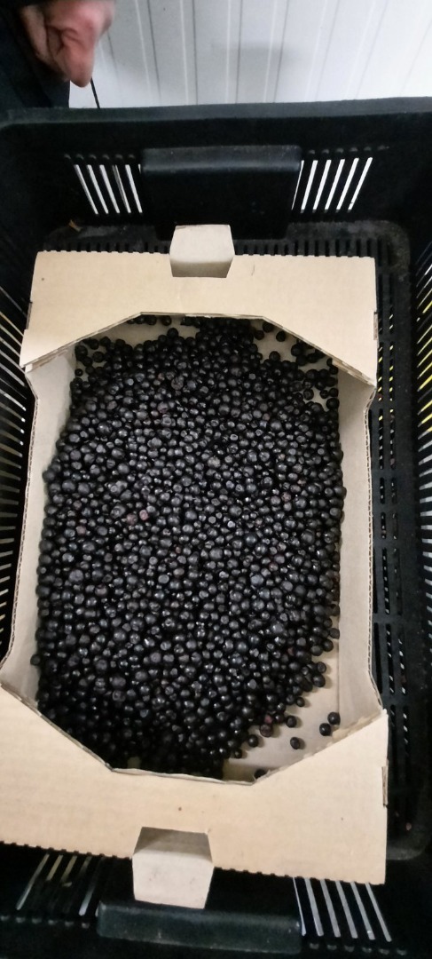 Venderé bayas del bosque de Bielorrusia, BIO congeladas - cantidades TIR