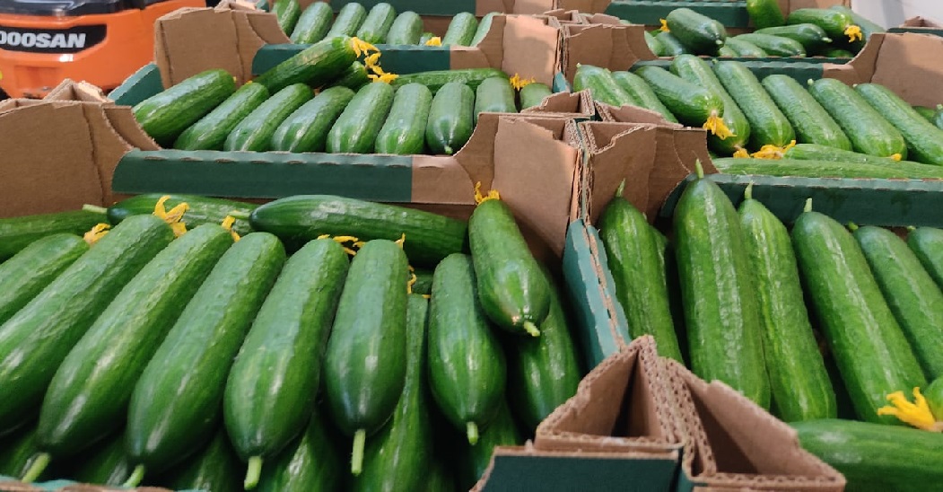 Venderé pepinos de invernadero de Bielorrusia, lisos, largos