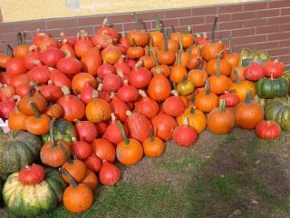 Calabaza gomez hokkaido muskat