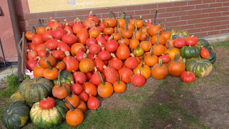 Calabaza gomez hokkaido muskat