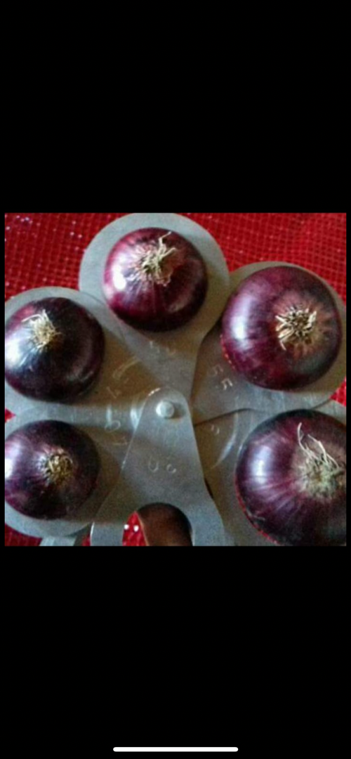 Cebolla roja calibrada 40-90