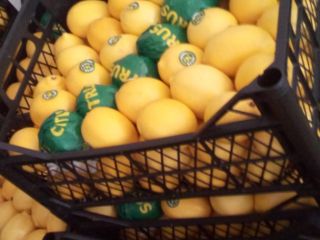 Vendo urgentemente 12 t de mandarinas. Se preparan y