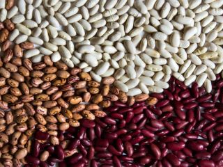 Frijoles de los campos de Ucrania Vendemos frijoles de