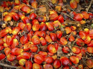 aceite de palma para cocinar, biodiesel y otros usos