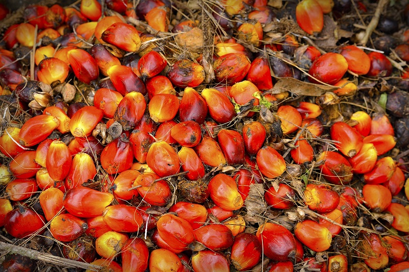 aceite de palma para cocinar, biodiesel y otros usos Estamos ubicados en Malasia, tenemos nuestro propio molino, plantación, refinería y almacén ubicados en