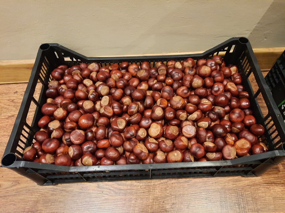 Hola, tengo a la venta unos 100 kg de castañas cosechadas hace 2 semanas, la castaña ha sido lavada y secada para que no le crezca moho y se pueda almacenar
