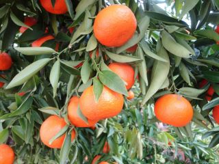 Laverida venderá clementinas españolas. Fruta directamente de la plantación.