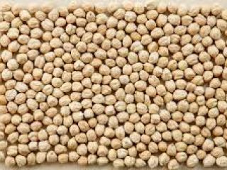 Tipo de producto: Garbanzos Materia extraña: 0,2% máx. Semilla
