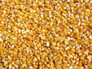 Maíz blanco (maíz blanco no transgénico) y maíz amarillo