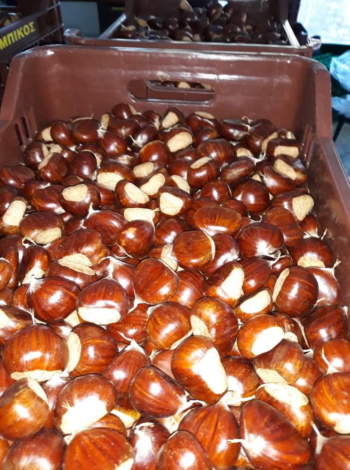 castaña