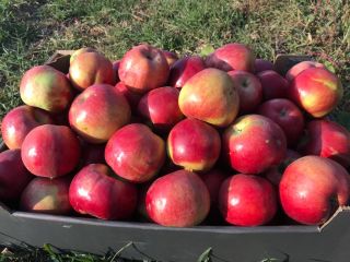 Vendo manzanas en grandes cantidades para consumo o jugo.