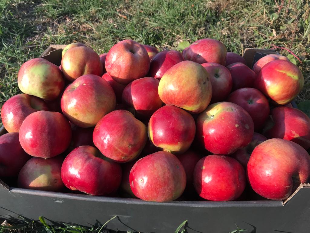 Vendo manzanas en grandes cantidades para consumo o jugo