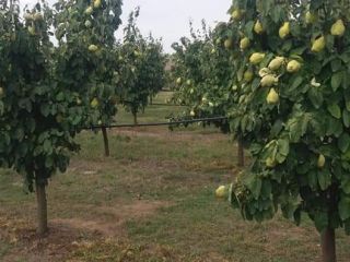 Huerta Crivobara ofrece membrillos para la venta y procesamiento.