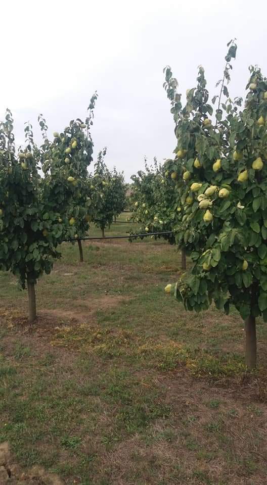 Huerta Crivobara ofrece membrillos para la venta y procesamiento