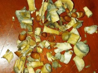 Hongos Golden Teacher, hongos Envy pene y otras drogas