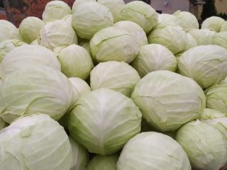 Venderé repollo blanco, variedad ambrosía, cabezas grandes y bonitas